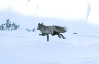 αλεπού της Σιέρα Λεόνε