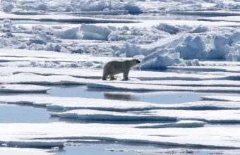 Πολική Αρκούδα