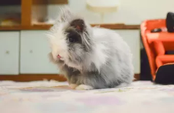 Κουνέλι fun βίντεο