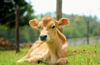 Μοσχαράκι που μπερδεύτηκε