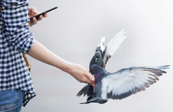 Περιστέρι, κινητό