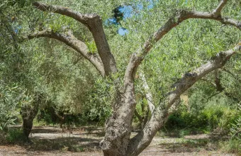 Ελιά