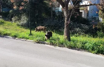 Αγριογούρουνα