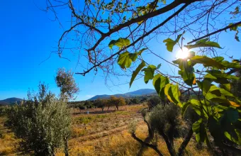 Αγροτεμάχιο