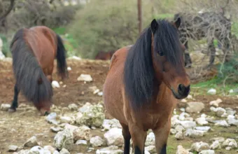 Σκύρος