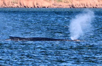Whale