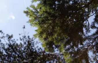 Ίταμος 