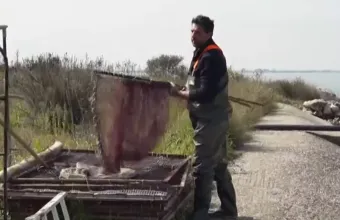 Το «φυσικό» ιχθυοτροφείο μέσα στη λιμνοθάλασσα της Πρέβεζας