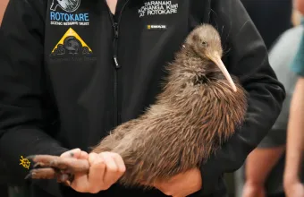 Kiwi