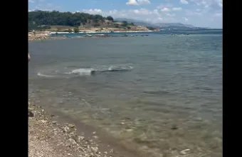 καρχαρίας