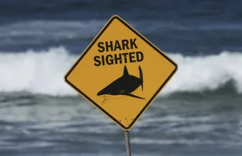 Shark