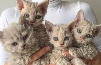 Σπάνιο είδος γάτας Selkirk Rex
