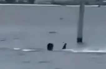 καρχαρίας στη Φλόριντα