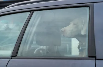 Dog car