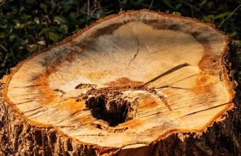Trees cut 