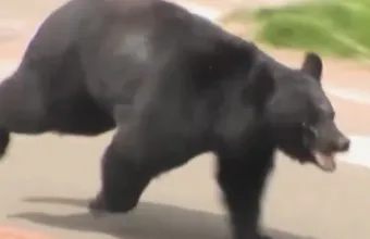 Ιαπωνία