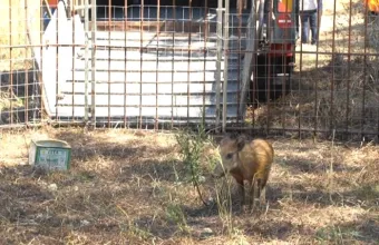 Οι αγριόχοιροι που αναστάτωσαν τα Σύβοτα