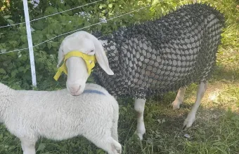 Πανοπλία για πρόβατα