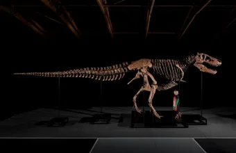 T-Rex