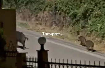 αγριογούρουνα