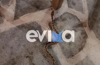 Φίδι σερνόταν κάτω από τα τραπέζια ανάμεσα στους πελάτες σε ταβέρνα της Εύβοιας