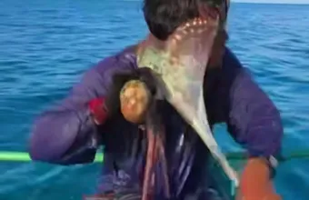 Χταπόδι