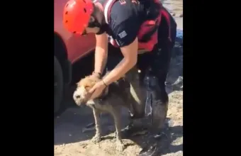 Διάσωση σκύλου