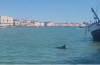 Δελφίνι στη Βενετία