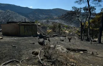 WWF: Περισσότερα από 180.000 στρέμματα καμένων δασικών εκτάσεων σε λίγες μόλις μέρες