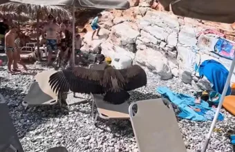 Γύπας προσγειώθηκε σε πολυσύχναστη παραλία στα Σφακιά