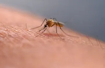 Ολλανδία: Ο ιός του Δυτικού Νείλου προκάλεσε έναν θάνατο στη χώρα