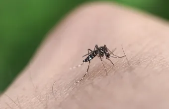 Ιός Δυτικού Νείλου: 110 κρούσματα στην Ελλάδα