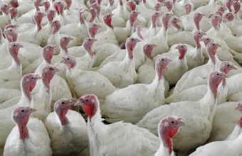 Βέλγιο: Πρωτοφανής έξαρση σαλμονέλας με τουλάχιστον 306 κρούσματα
