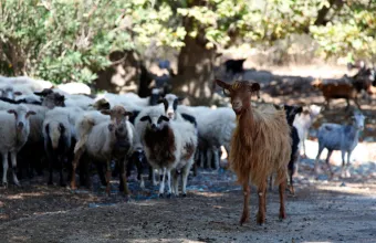Ηράκλειο: Δήλωναν κτηνοτρόφοι χωρίς να έχουν ζώα