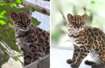 Leopardus tilcayo: Το νέο είδος αγριόγατας που έκρυβαν τα δάση της Βολιβίας -Ανακαλύφθηκε ενώ ήταν ήδη 10 ετών