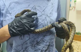 Φίδι έκανε βόλτες ανάμεσα σε γλάστρες στα Εξάρχεια - Δείτε φωτό