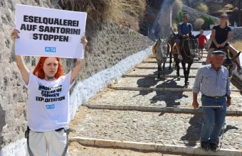 Σαντορίνη: Επίθεση σε ακτιβίστριες της PETA – Διαμαρτύρονταν για τη χρήση γαϊδουριών στη μεταφορά τουριστών