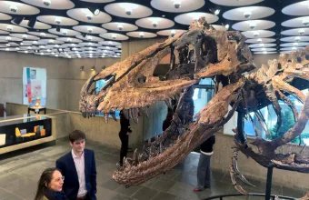 Nanotyrannus skeleton nicknamed Jodi