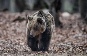 Θεσσαλονίκη: Σε 760 υπολογίζονται πανελλαδικά οι αρκούδες, σε 2100 οι λύκοι
