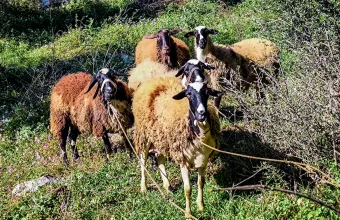 Λασίθι: 5 συλλήψεις για ζωοκλοπές - Εξαρθρώθηκε εγκληματική οργάνωση
