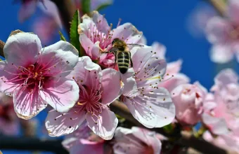 Τα περισσότερα είδη άγριων μελισσών στην Ευρώπη εξακολουθούν να βρίσκονται σε παρακμή