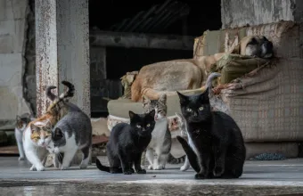 Θεσσαλονίκη: Νέα εισαγγελική έρευνα για τα 212 ζώα στη Θέρμη – Ελεύθερη αφέθηκε η 54χρονη