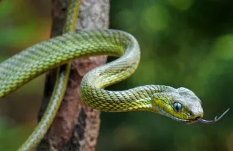 Γερμανία: Τον σταμάτησαν για έλεγχο στο αεροδρόμιο και βρήκαν στη βαλίτσα του 92 φίδια και σαύρες
