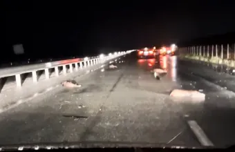 Τροχαίο με αγέλη αγριογούρουνων στην Εθνική Οδό Λάρισας – Τρικάλων