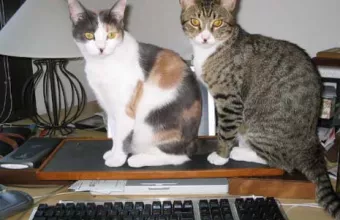 Γάτες πάνω σε γραφείο