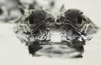 AP Photo/J Pat Carter