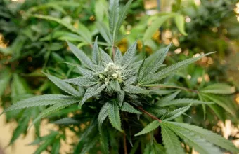 Στην Γερμανία εξετάζουν την νομιμοποίηση της κάνναβης