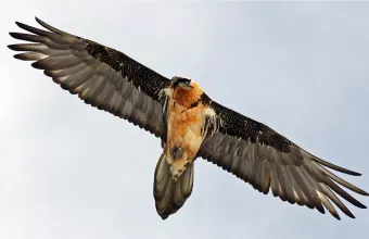αετός