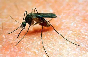 Κουνούπι πάνω σε δέρμα