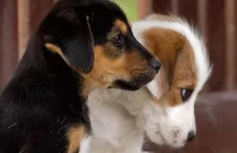 ζώα συντροφιάς